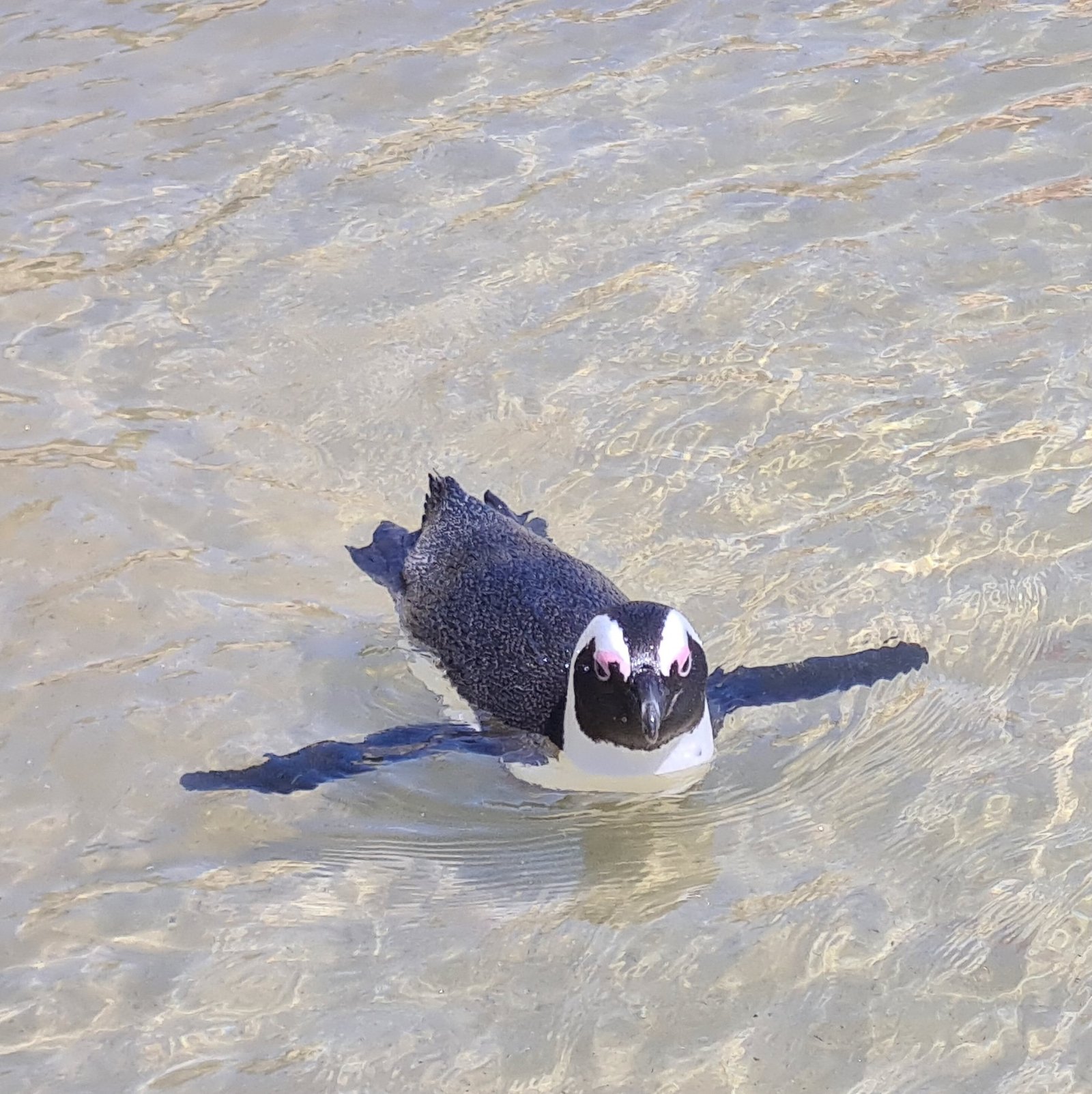 Predator Evasion: Outmaneuvering Danger (image credits: wikimedia)