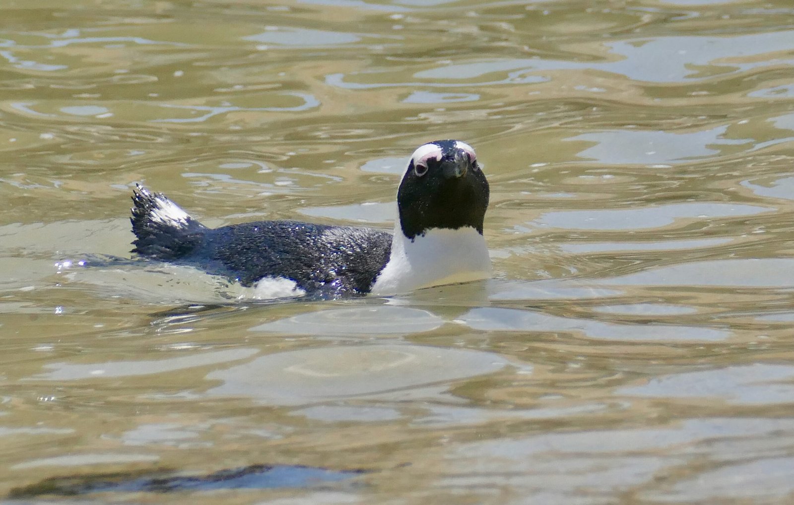 The Price of Greatness: What Penguins Gave Up (image credits: wikimedia)