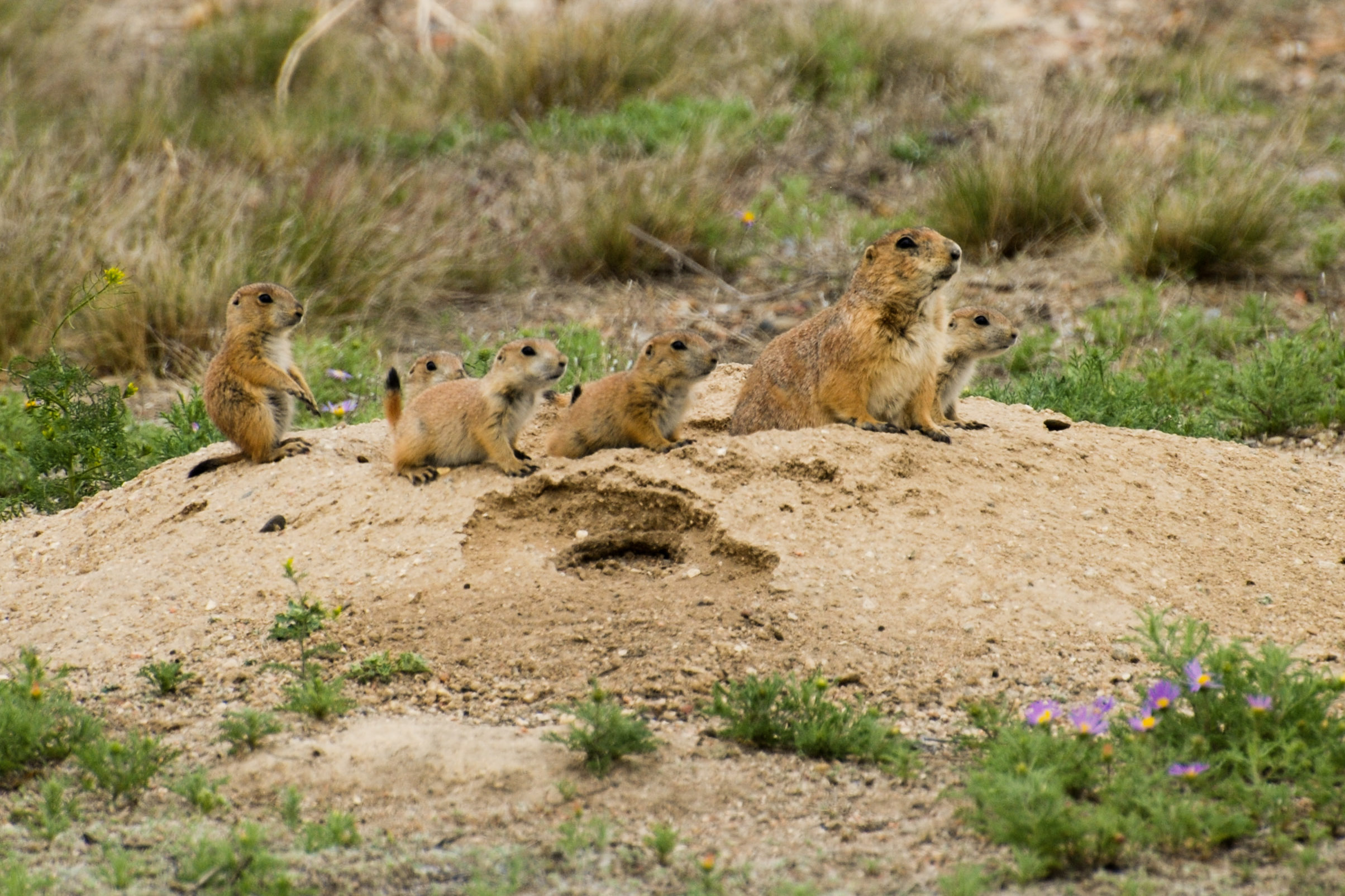 The Prairie Dog Towns That Hold the Keys to Ecosystem Health