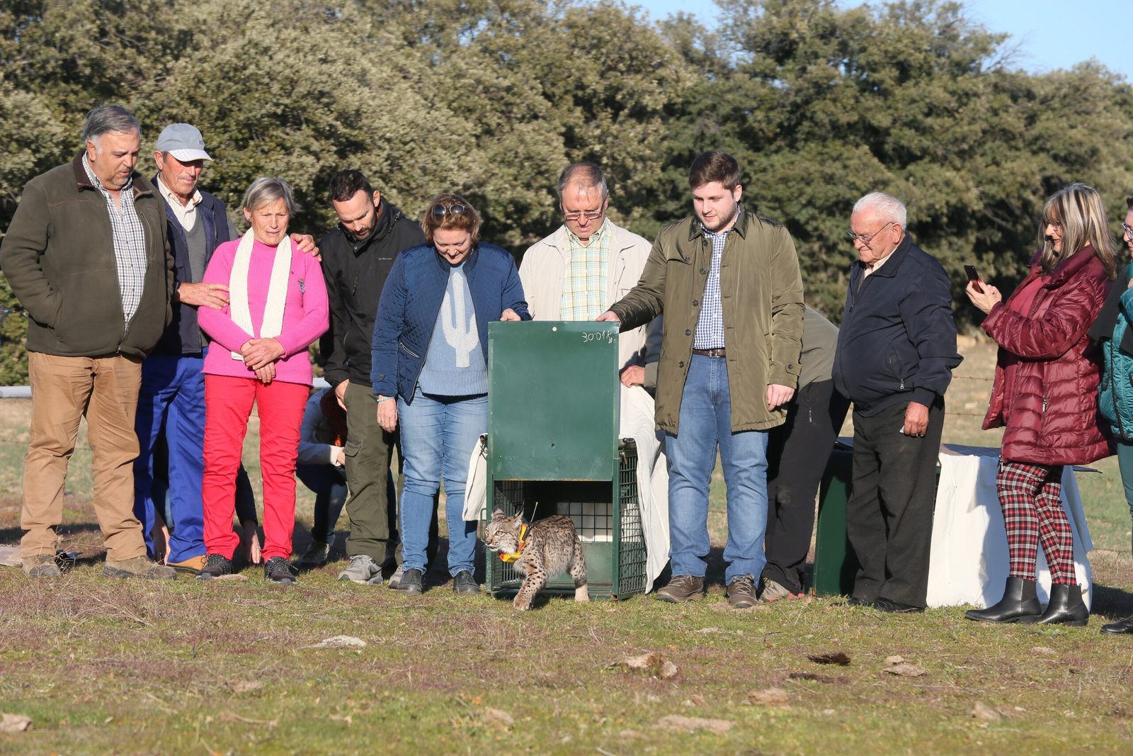 Reintroduction: Returning Species to the Wild (image credits: wikimedia)