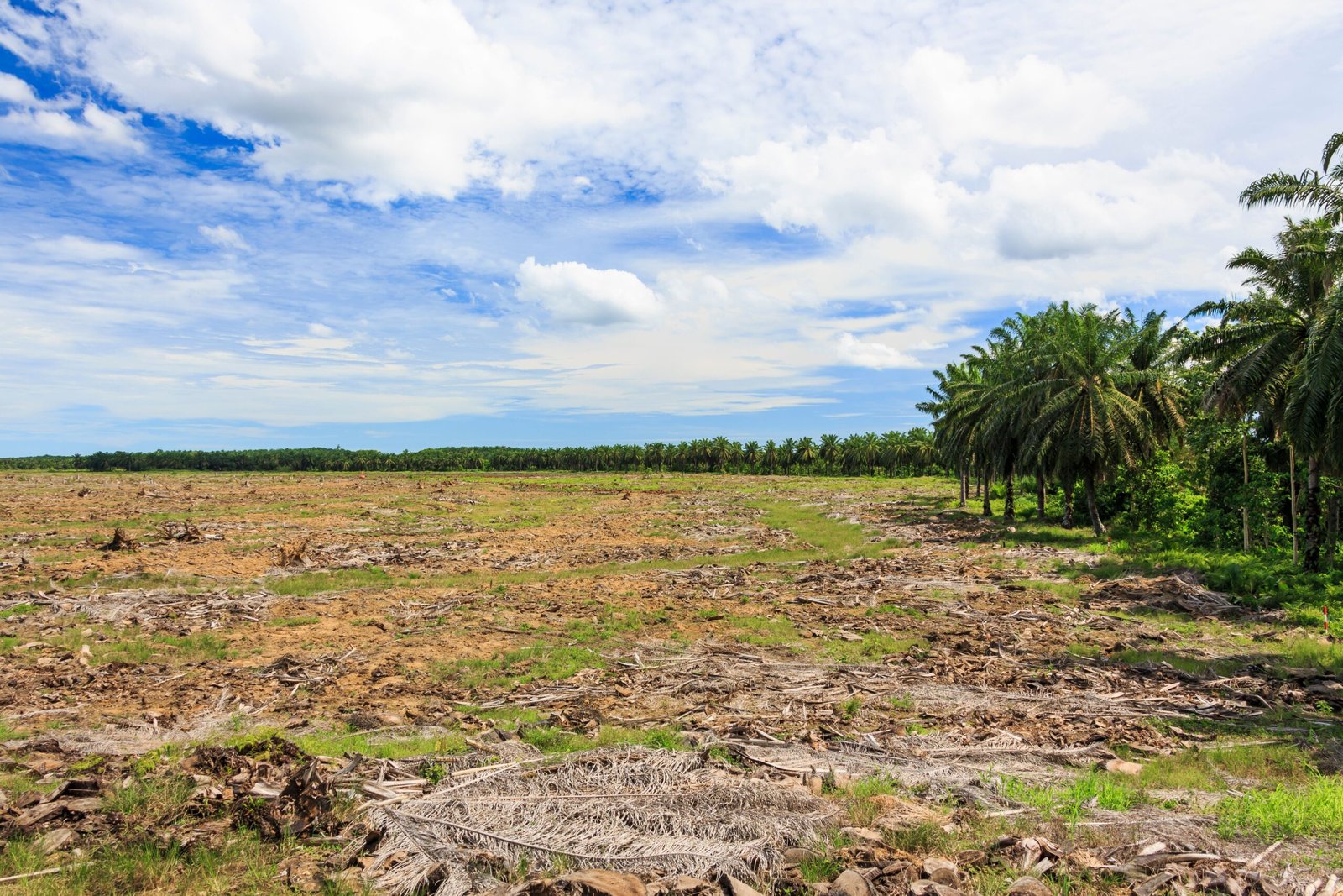 Threats to Tradition: Logging, Development, and Displacement (image credits: wikimedia)