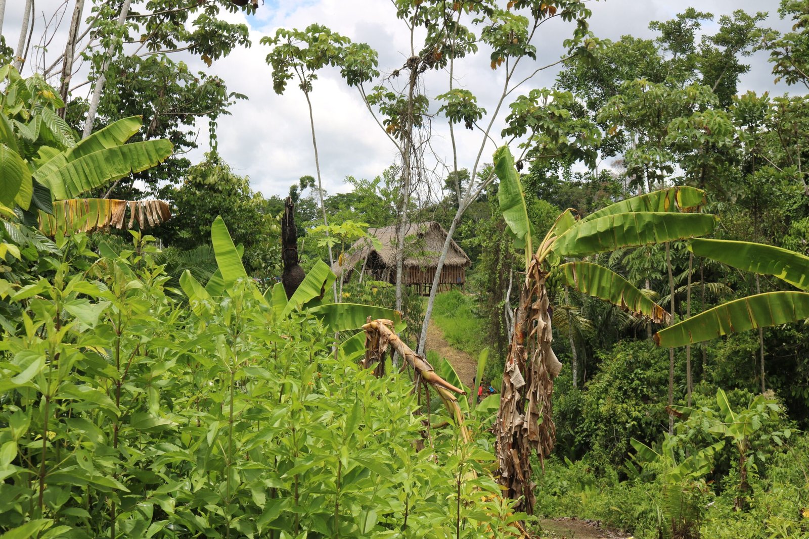 Why Protecting Indigenous Plant Knowledge Matters for Everyone (image credits: wikimedia)