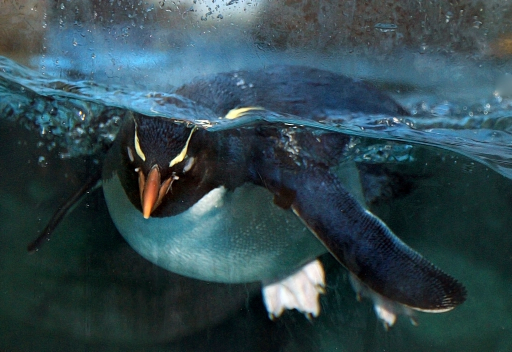Fisheries Management: The Prey-Penguin Dilemma (image credits: rawpixel)
