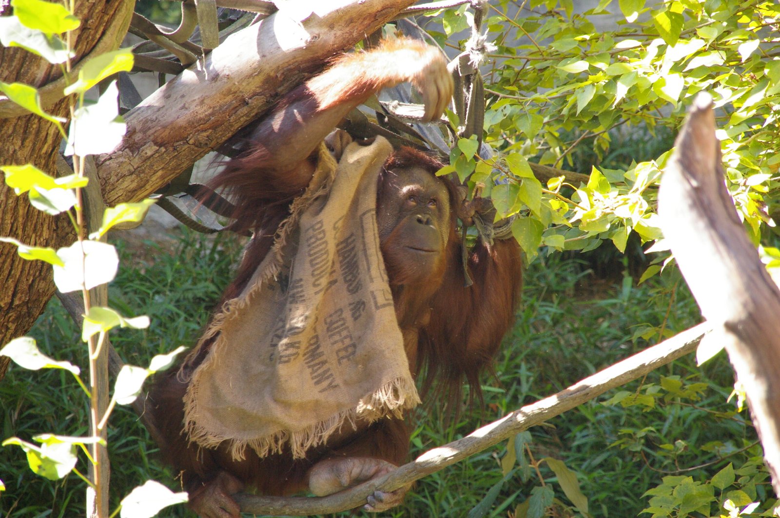 Woodland Park Zoo: Championing Evidence-Based Animal Care (image credits: wikimedia)