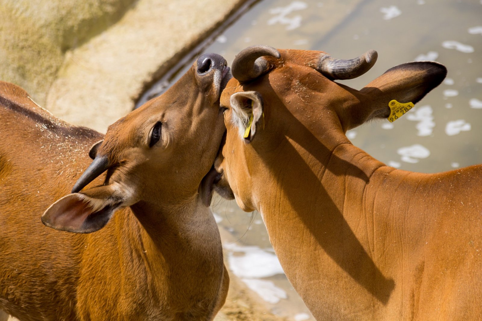 Chester Zoo: Pioneering Conservation and Positive Welfare (image credits: wikimedia)