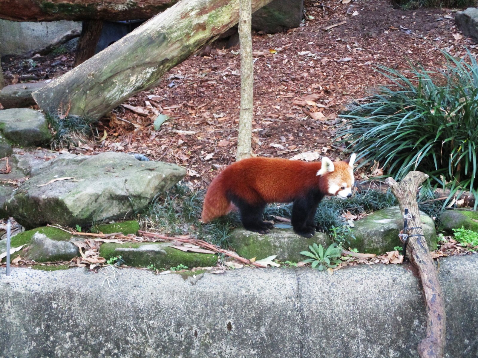 Taronga Zoo Sydney: Science, Sustainability, and Animal Choice (image credits: wikimedia)