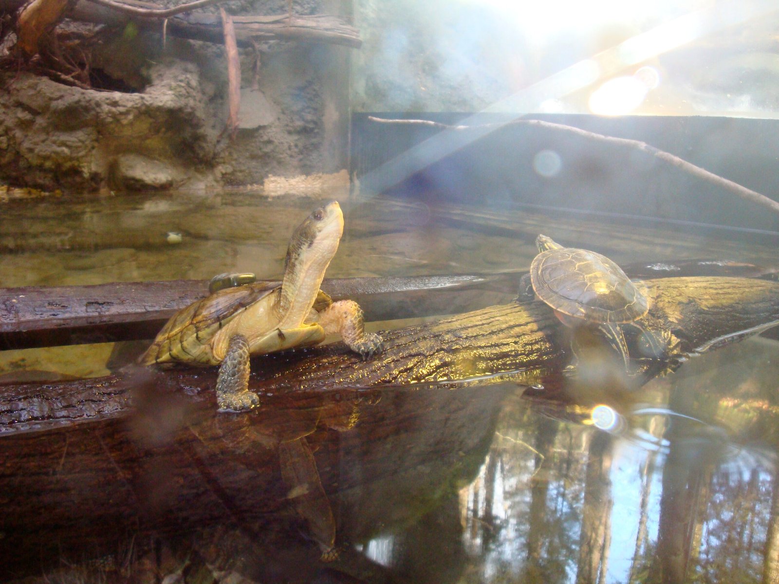 Oregon Zoo: Embracing Enrichment and Individual Care (image credits: wikimedia)