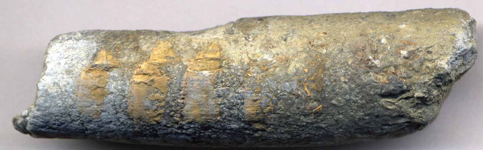 Unveiling a Prehistoric Giant (image credits: wikimedia)