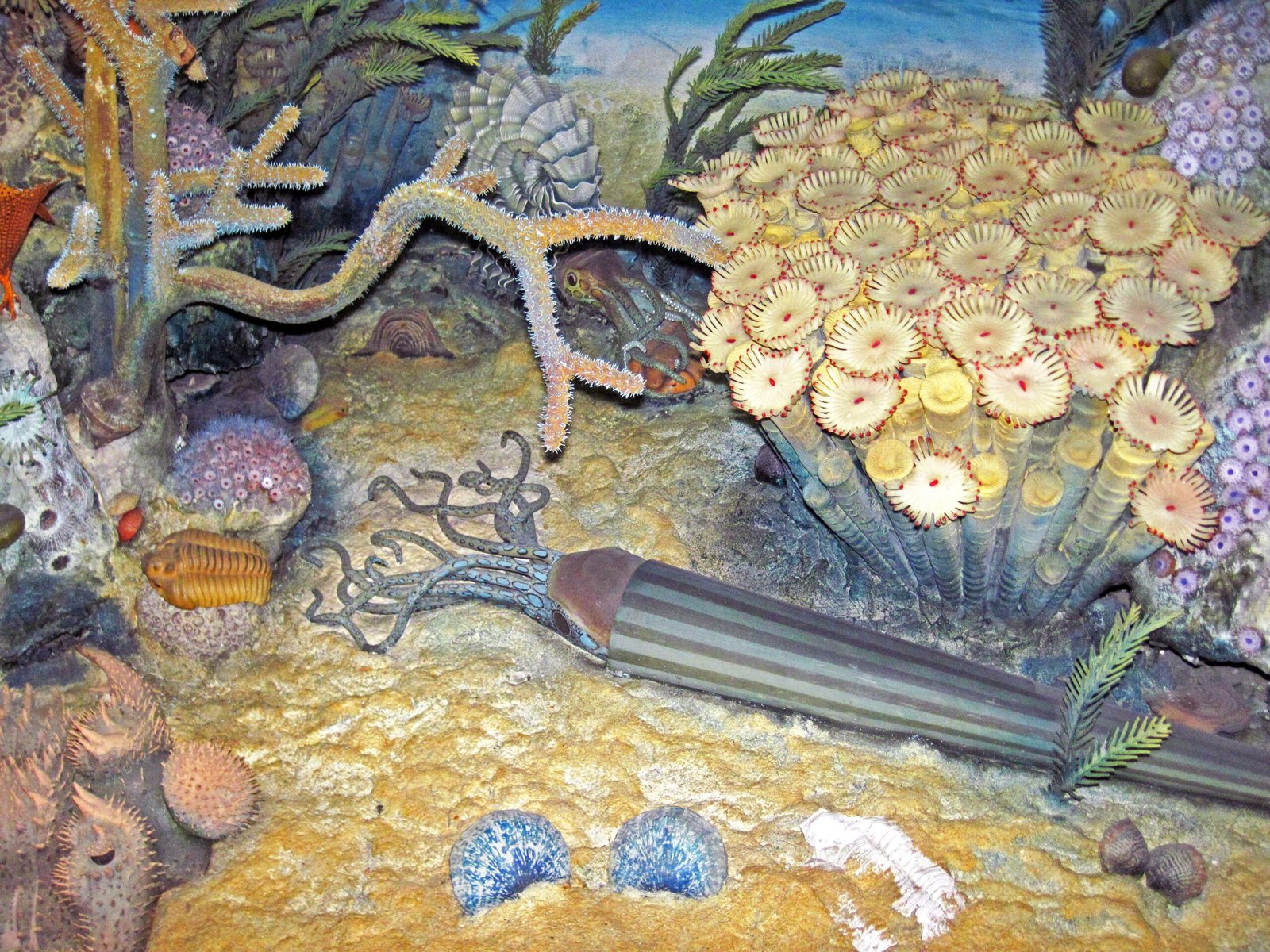 A Shell Like No Other (image credits: wikimedia)