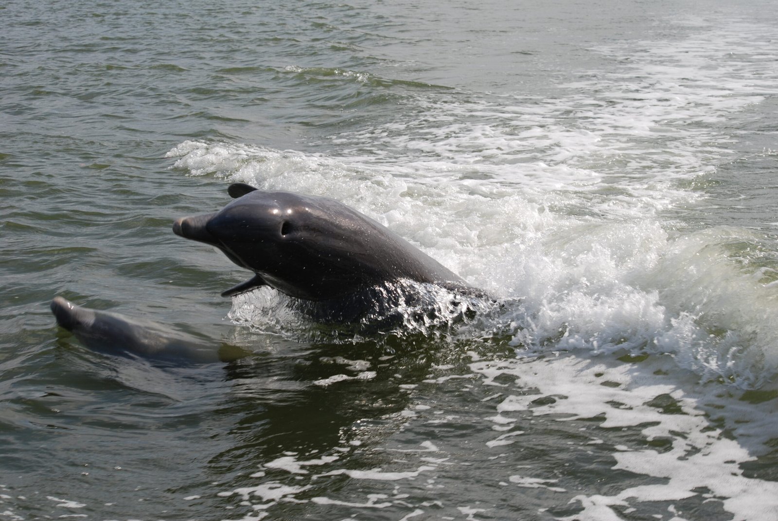 Dolphins and the Language of Play (image credits: wikimedia)