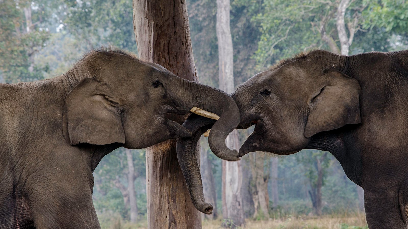 Elephants: Memory and Empathy Beyond Compare (image credits: wikimedia)
