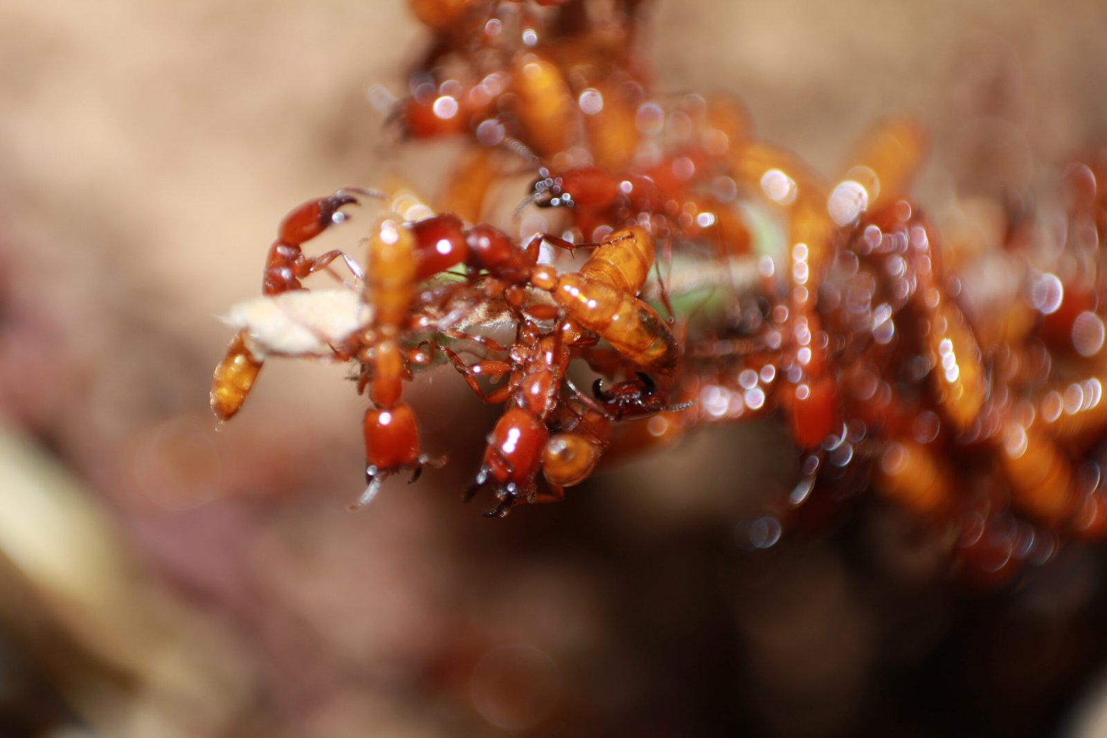Ants: Collective Intelligence in Action (image credits: wikimedia)