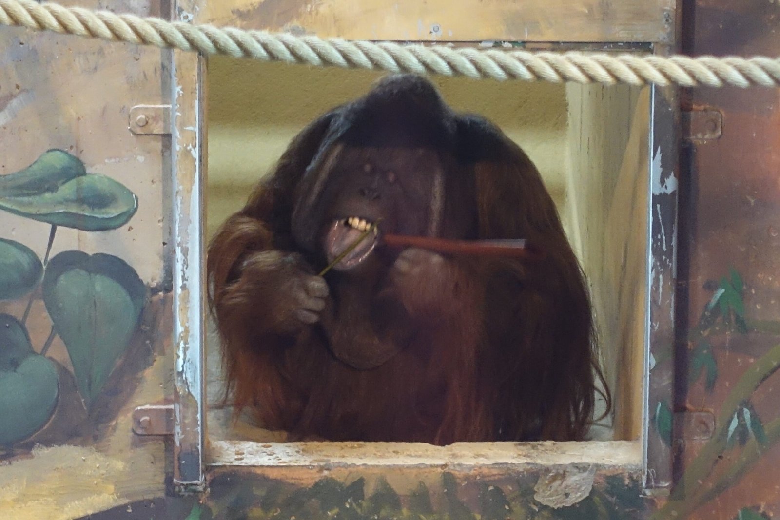 Orangutans: Forest Inventors and Cultural Learners (image credits: wikimedia)