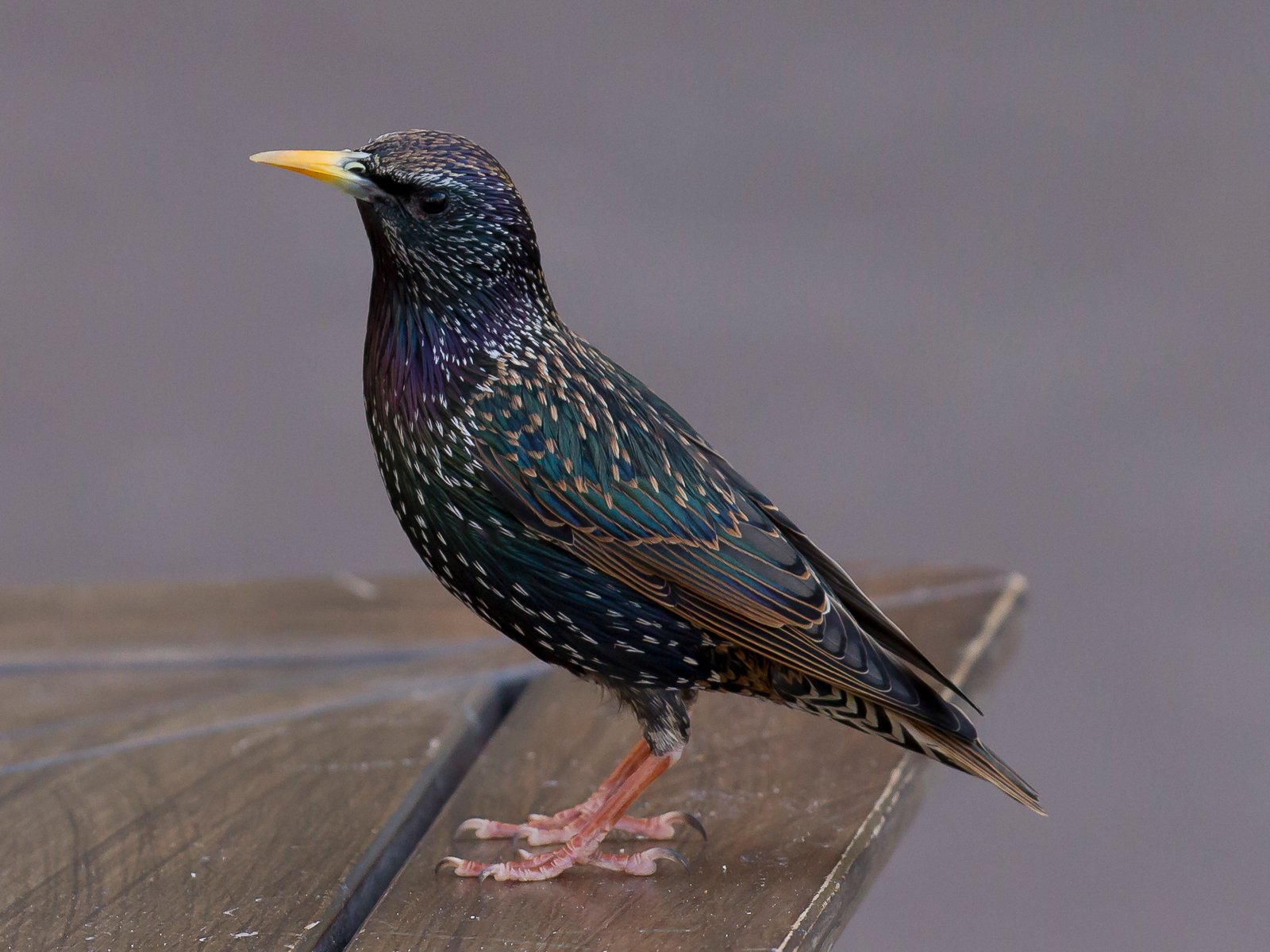 Cunning and Calculated: The European Starling’s Strategy (image credits: wikimedia)