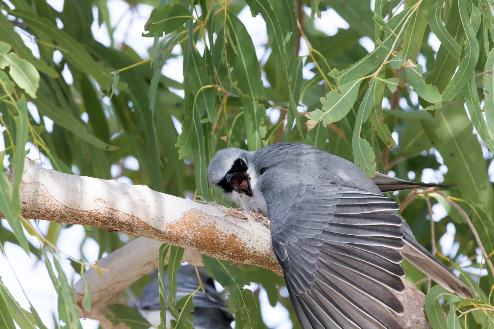 The Infamous Cuckoo: Deception and Destruction (image credits: wikimedia)