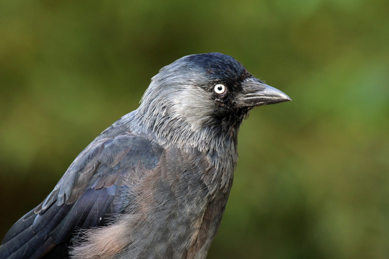 The Jackdaw’s Clever Takeover Tactics (image credits: wikimedia)