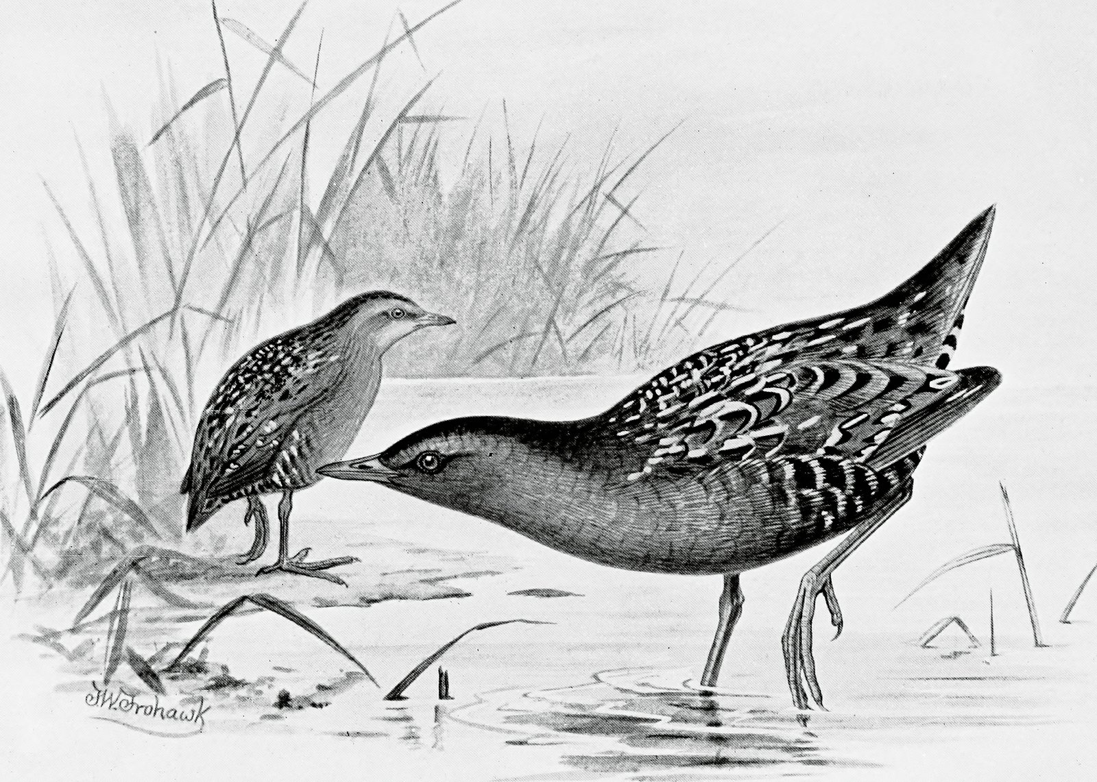 What These Avian Tactics Teach Us (image credits: wikimedia)