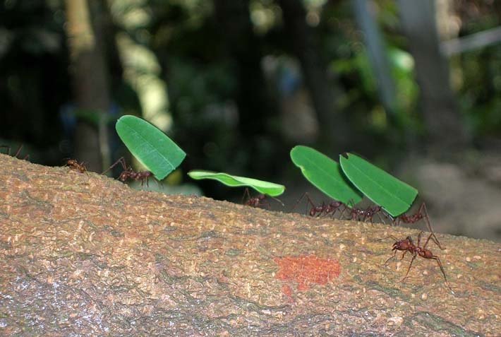 Ants: The Master Farmers Beneath the Soil (image credits: wikimedia)