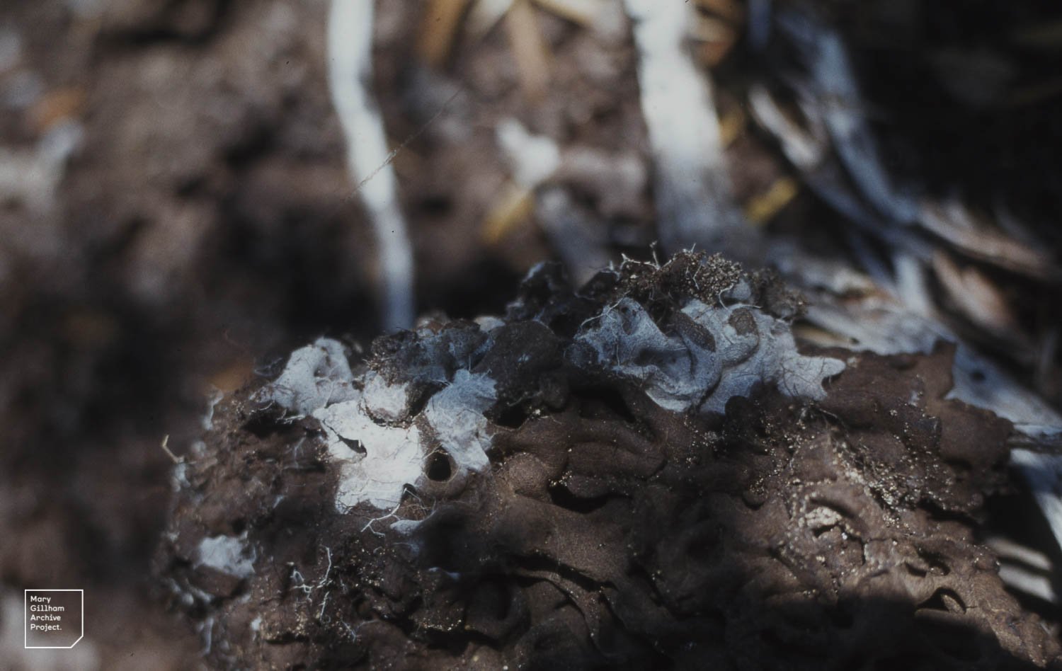 Termites: Architects and Mushroom Growers (image credits: wikimedia)