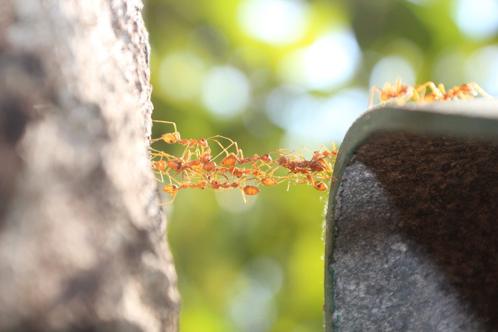 Ants Building Living Bridges and Rafts (image credits: wikimedia)