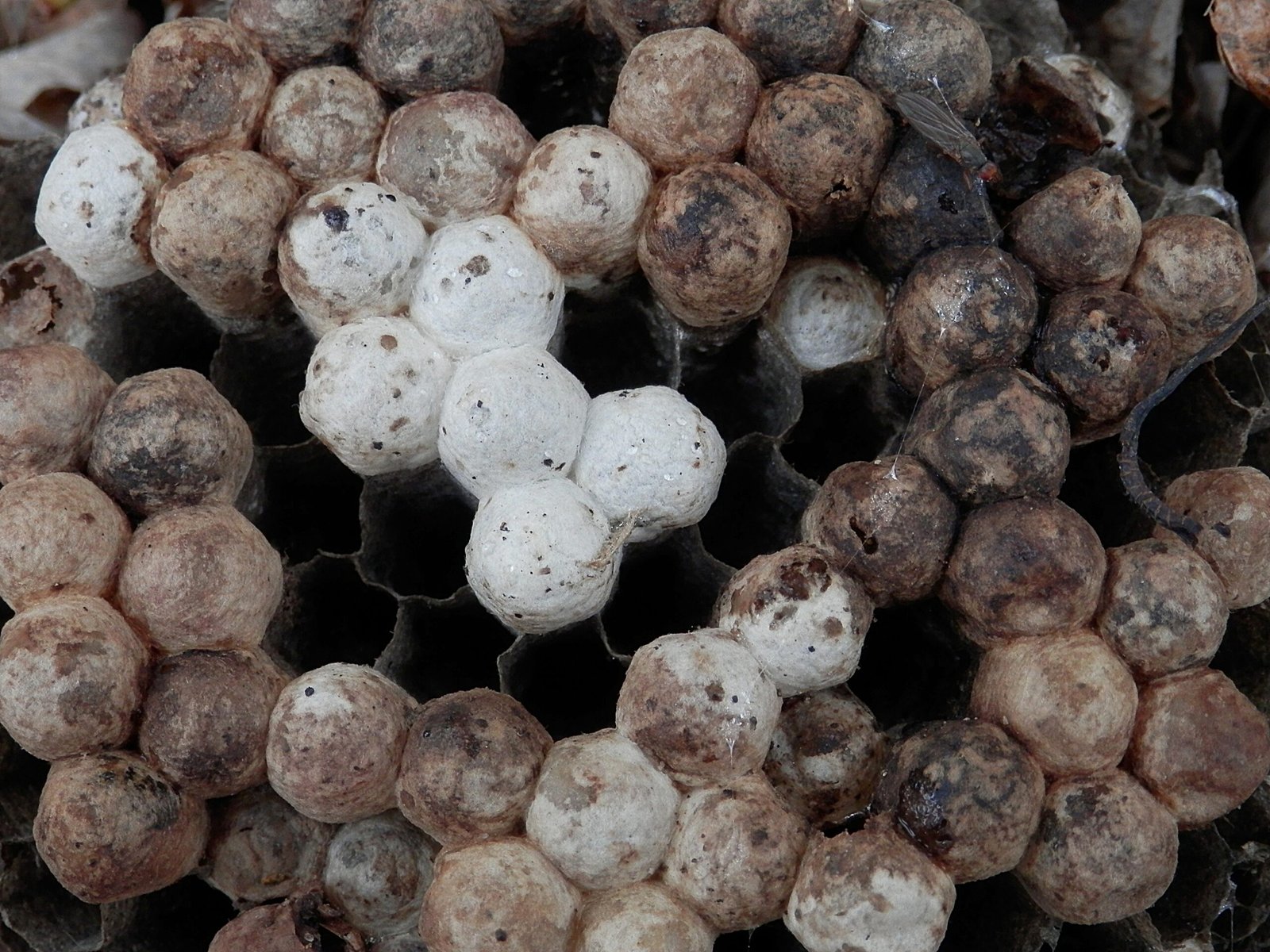 Wasps: The Papermakers of the Insect World (image credits: wikimedia)