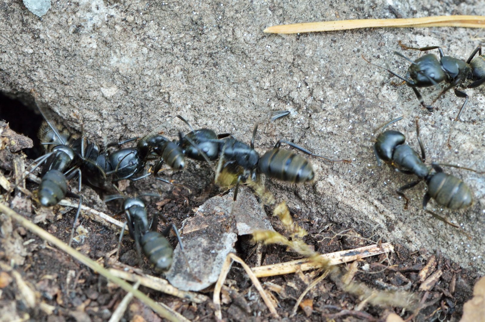 Ants Using Debris as Shields and Tools (image credits: wikimedia)