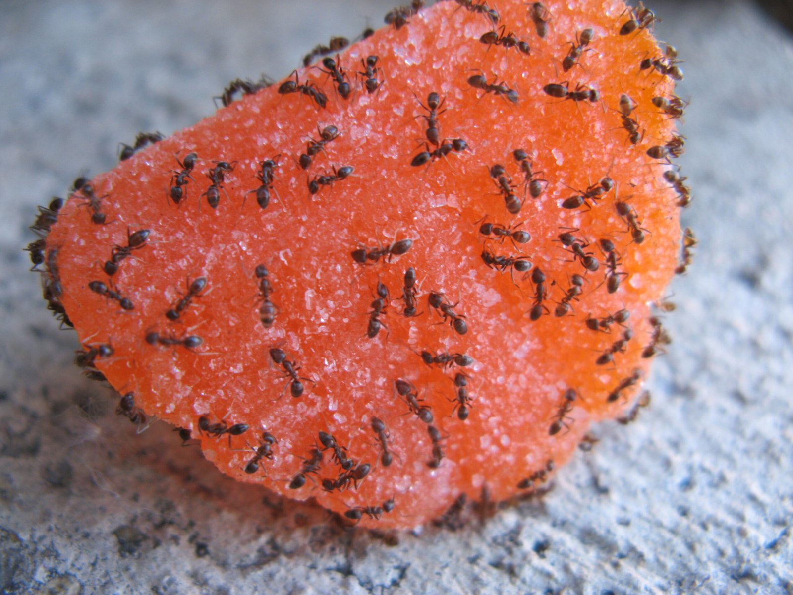 Ants Practicing Sanitation and Medicine (image credits: wikimedia)