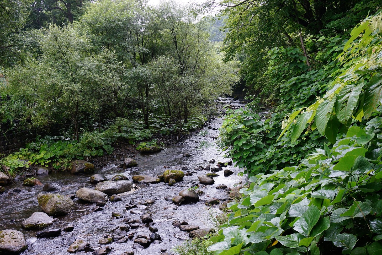 The Role of Nature: Language Rooted in the Land (image credits: wikimedia)