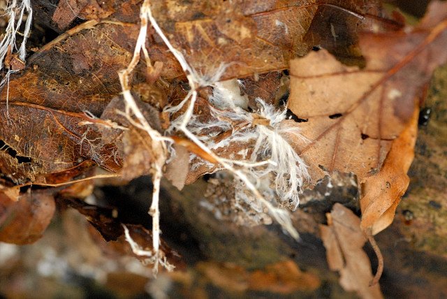 The Hidden Superpowers of Fungi (image credits: wikimedia)