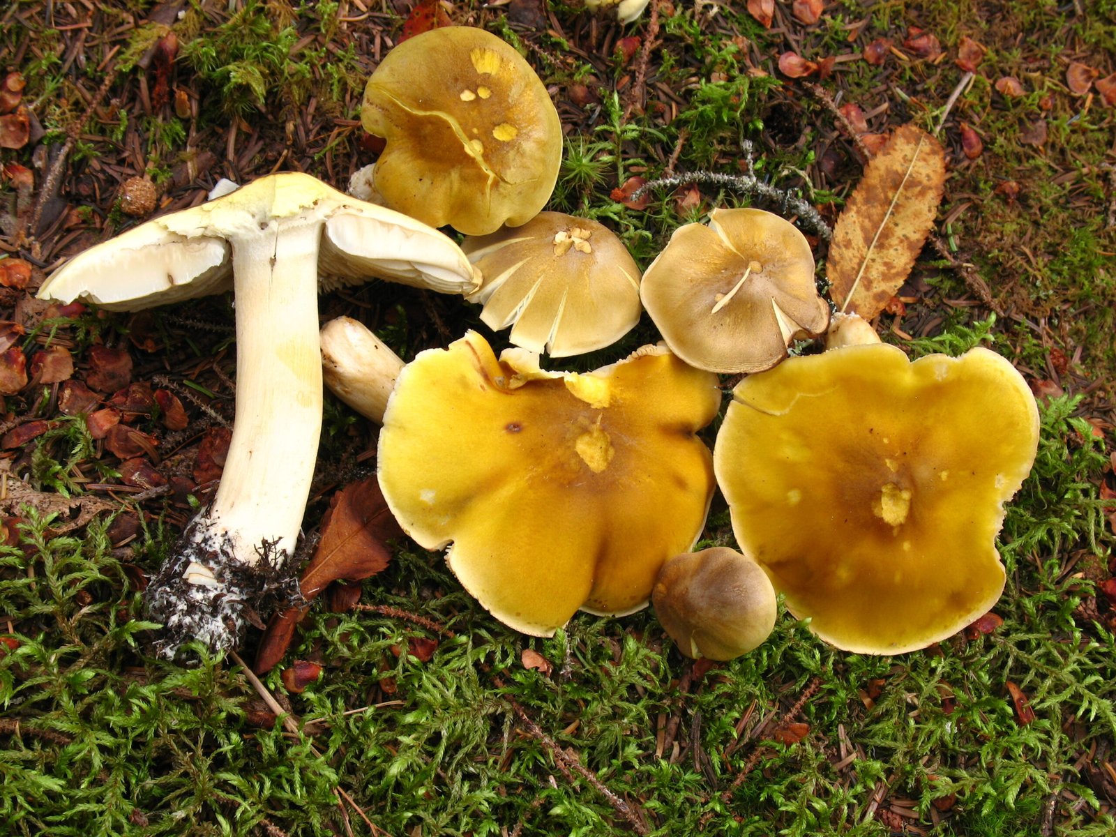 Mycoremediation: Nature’s Cleanup Crew (image credits: wikimedia)