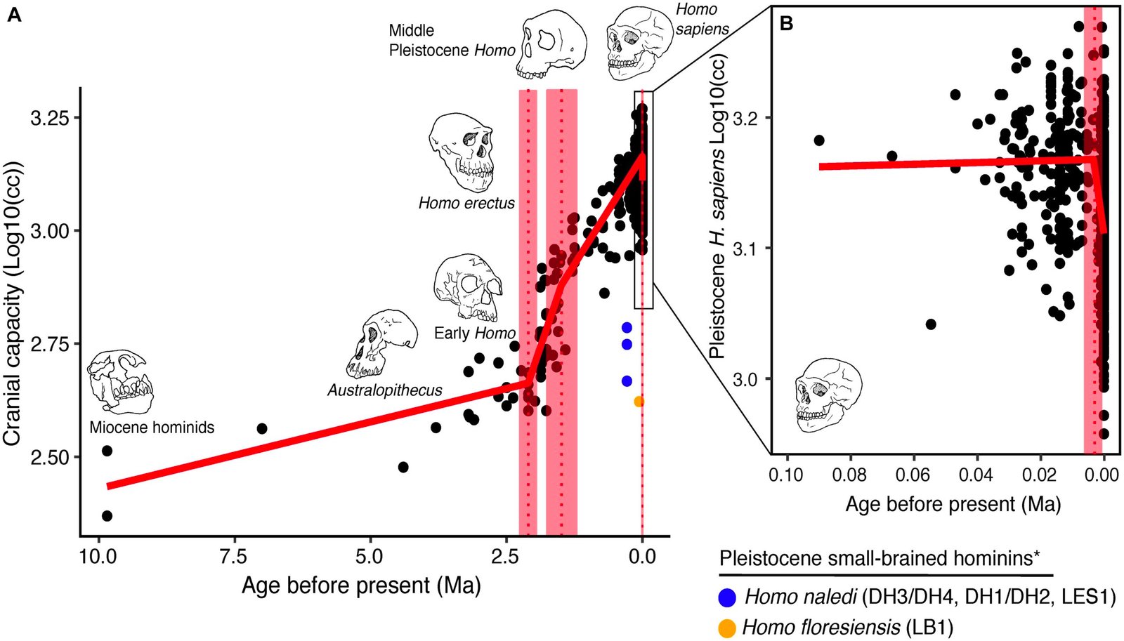 Defining an Evolutionary Accident (image credits: wikimedia)