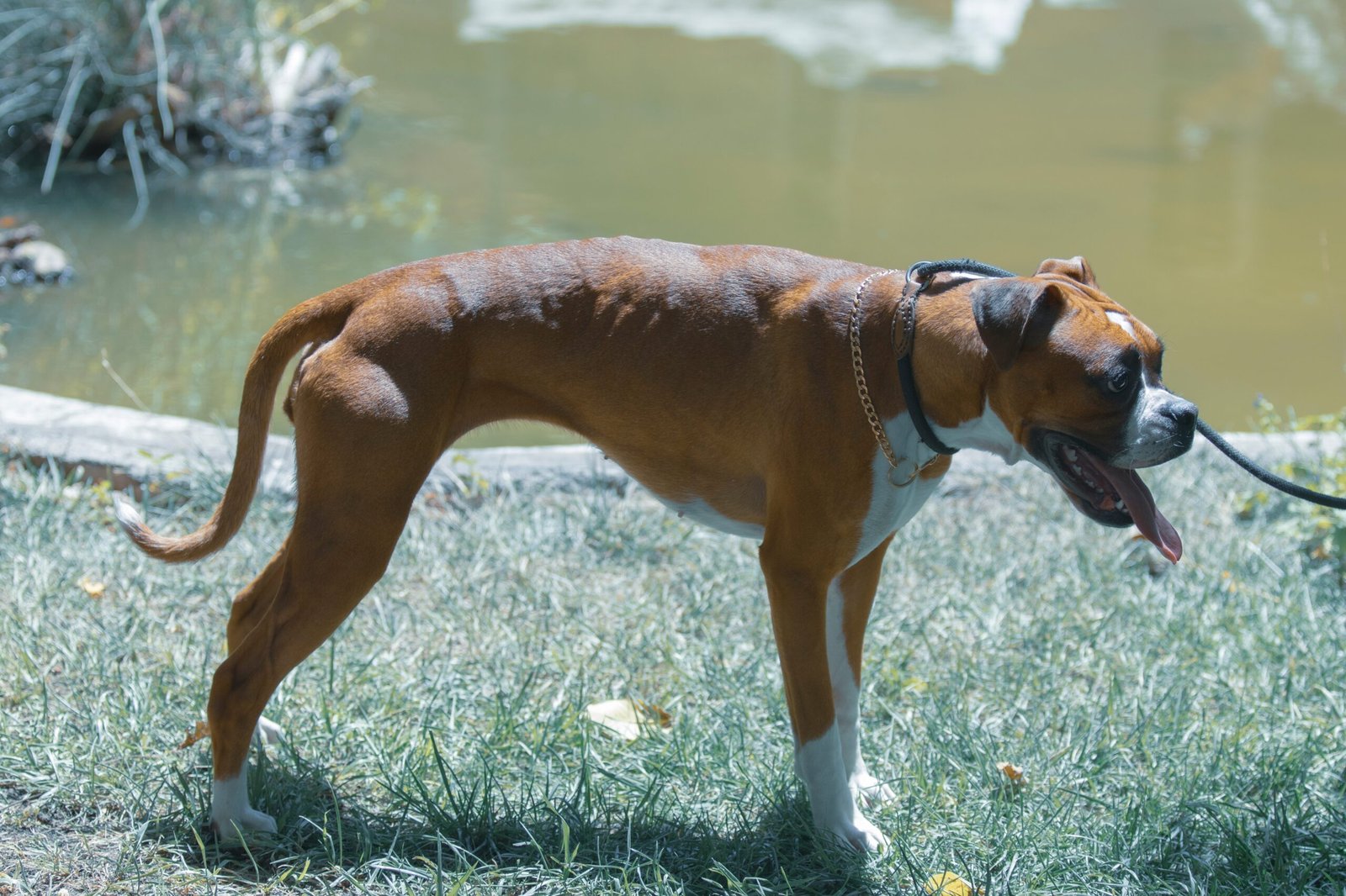 Consciousness in the Animal Kingdom (image credits: wikimedia)