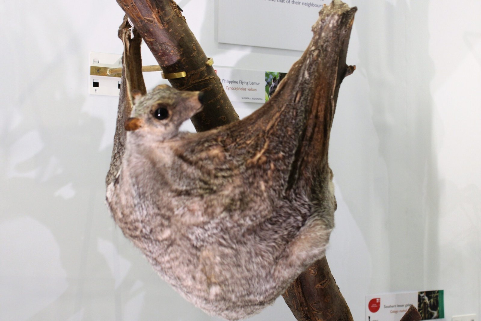 The Secret Life of Flying Lemurs (image credits: wikimedia)