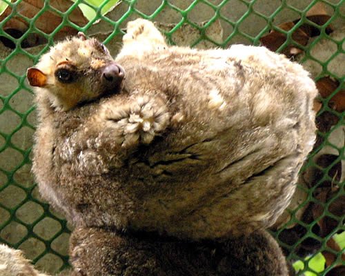 Mysteries of Their Nocturnal World (image credits: wikimedia)