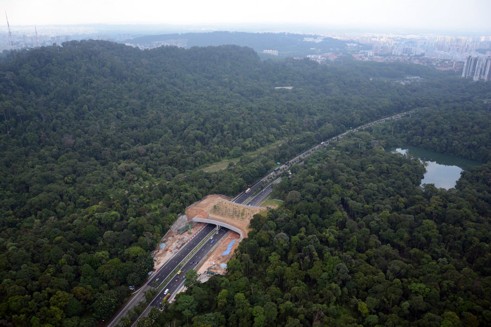 Conservation Efforts and Hope (image credits: wikimedia)