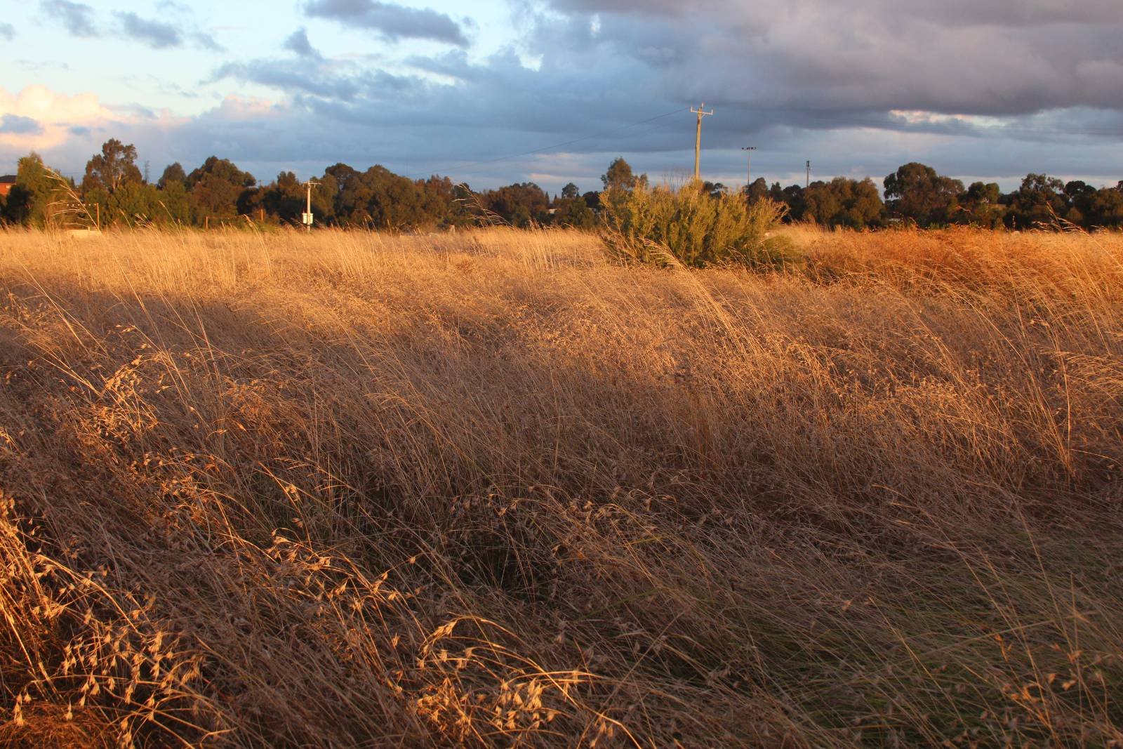 The Role of Aboriginal Land Management (image credits: wikimedia)