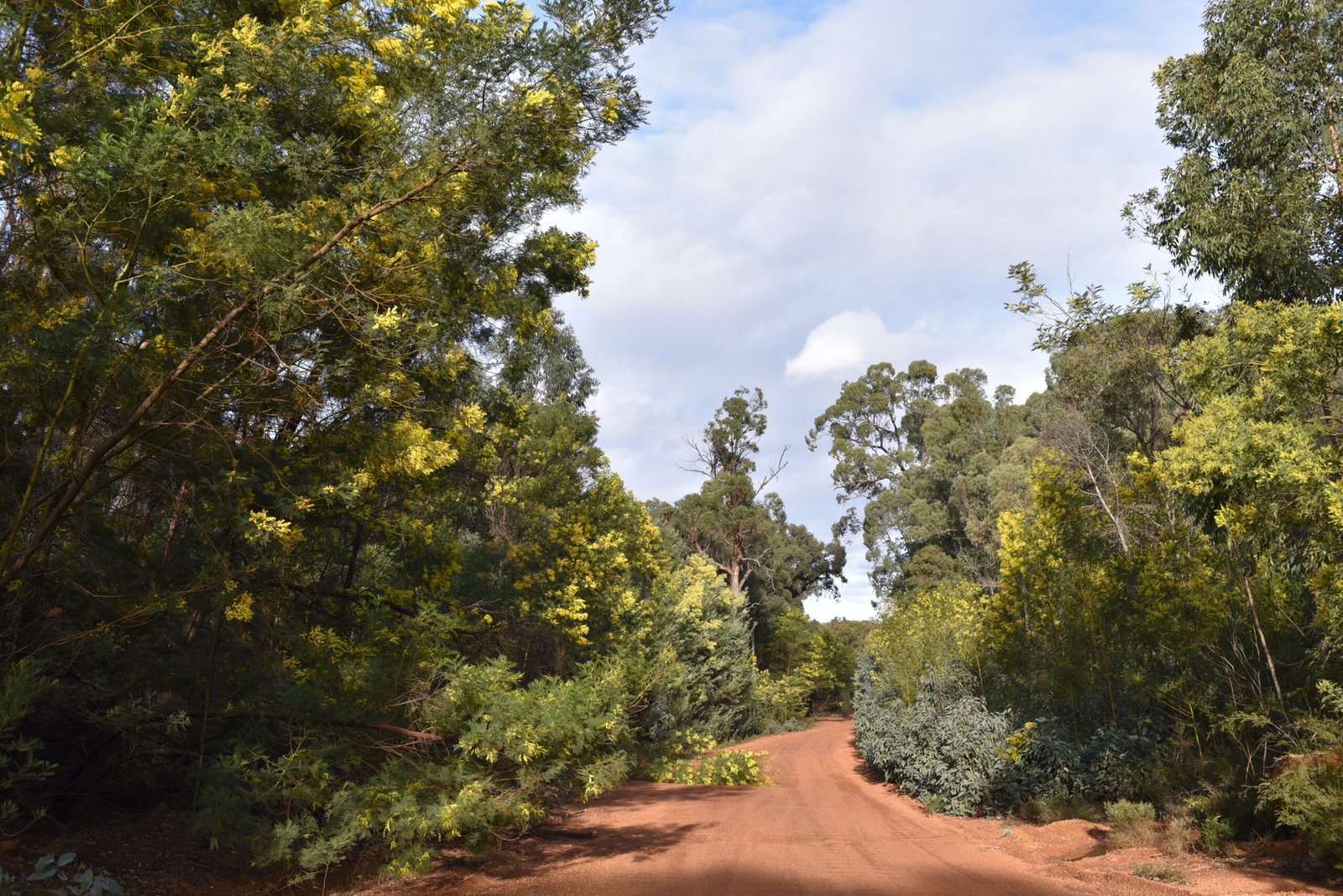 The Comeback of the Wattles (image credits: wikimedia)