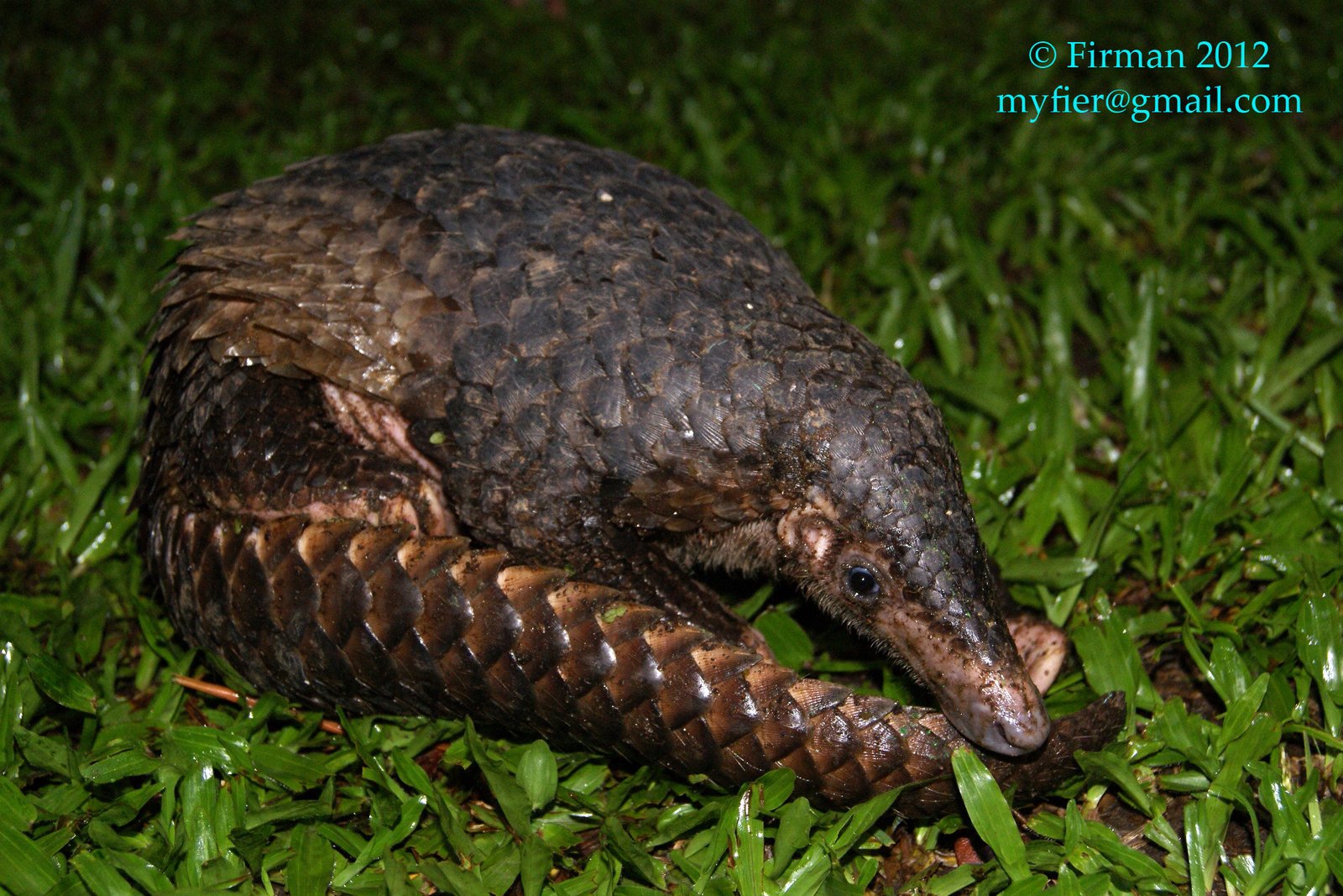 The Secretive Life of the Sunda Pangolin (image credits: wikimedia)
