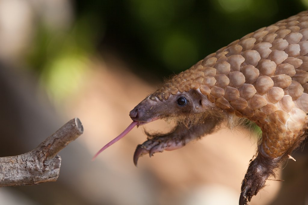 Armor of Scales: Nature’s Unusual Defense (image credits: wikimedia)