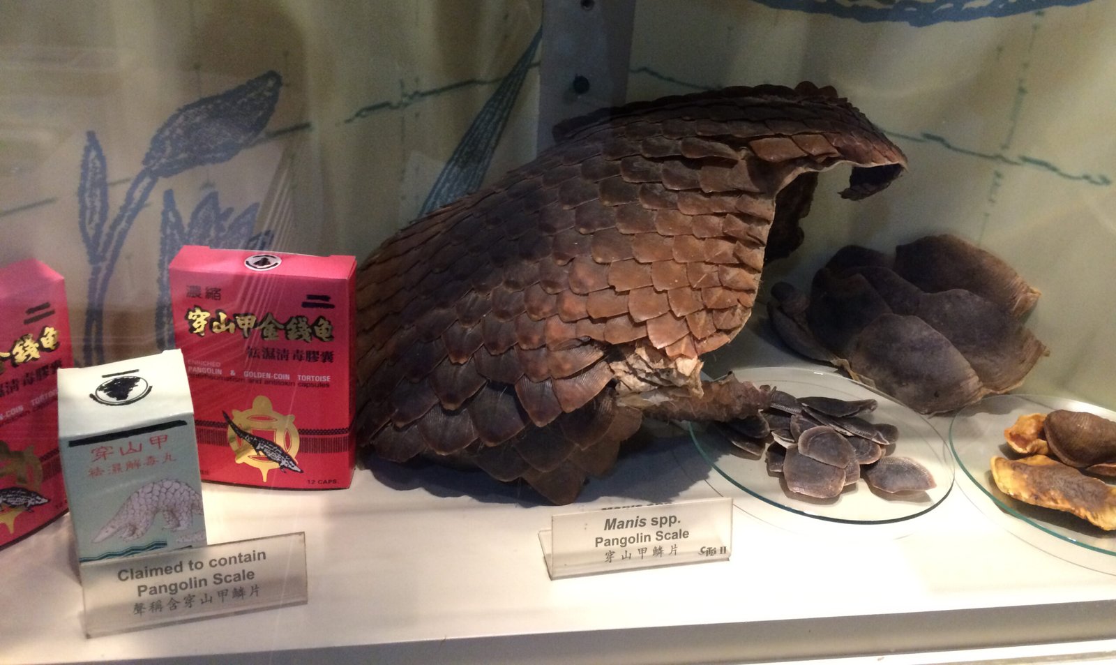Unraveling the Myths Surrounding Pangolin Scales (image credits: wikimedia)