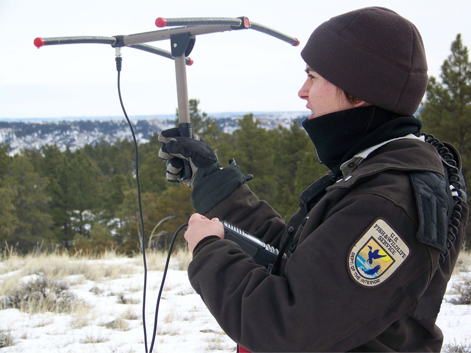 Technology and Tracking: Science Meets Conservation (image credits: wikimedia)