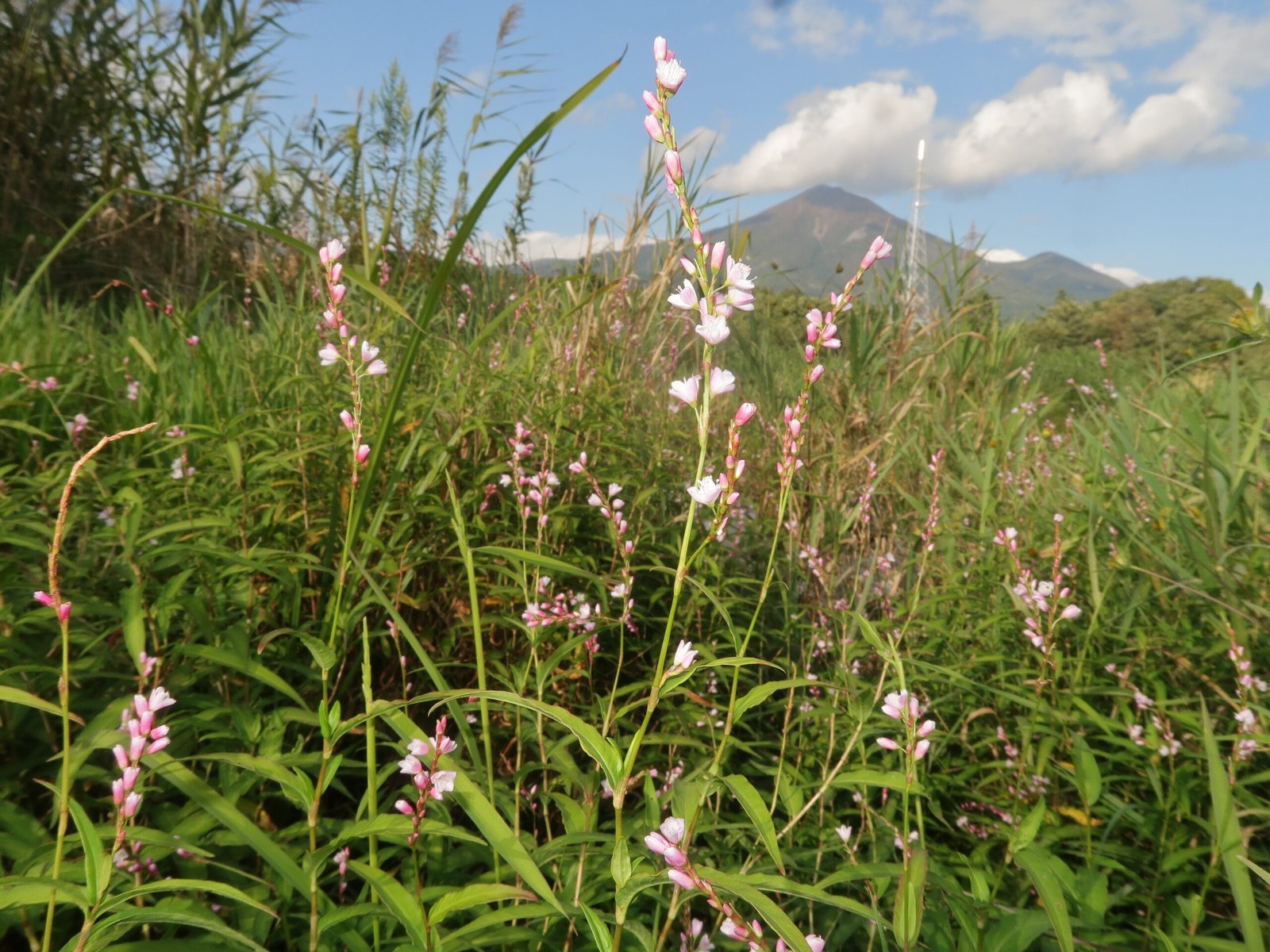Daun Kesum: The Fragrant Healer (image credits: wikimedia)