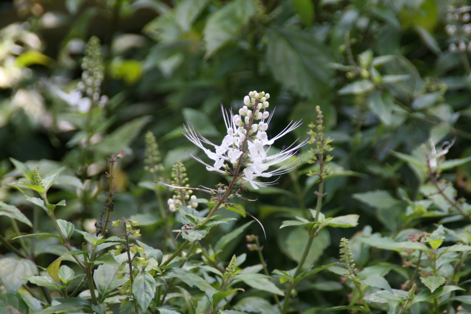 Misai Kucing: The Cat’s Whiskers for Kidney Health (image credits: wikimedia)