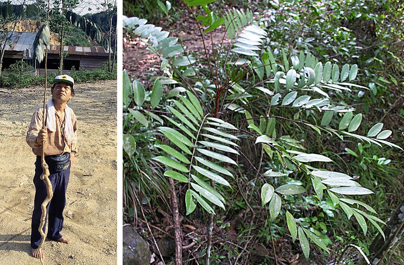 Tongkat Ali: The Strength of the Forest (image credits: wikimedia)