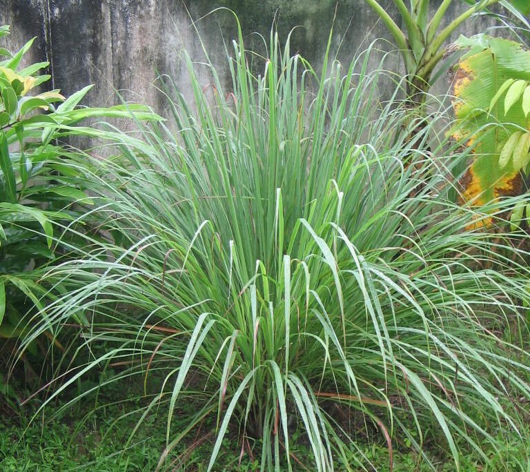 Serai: More Than Just Lemongrass