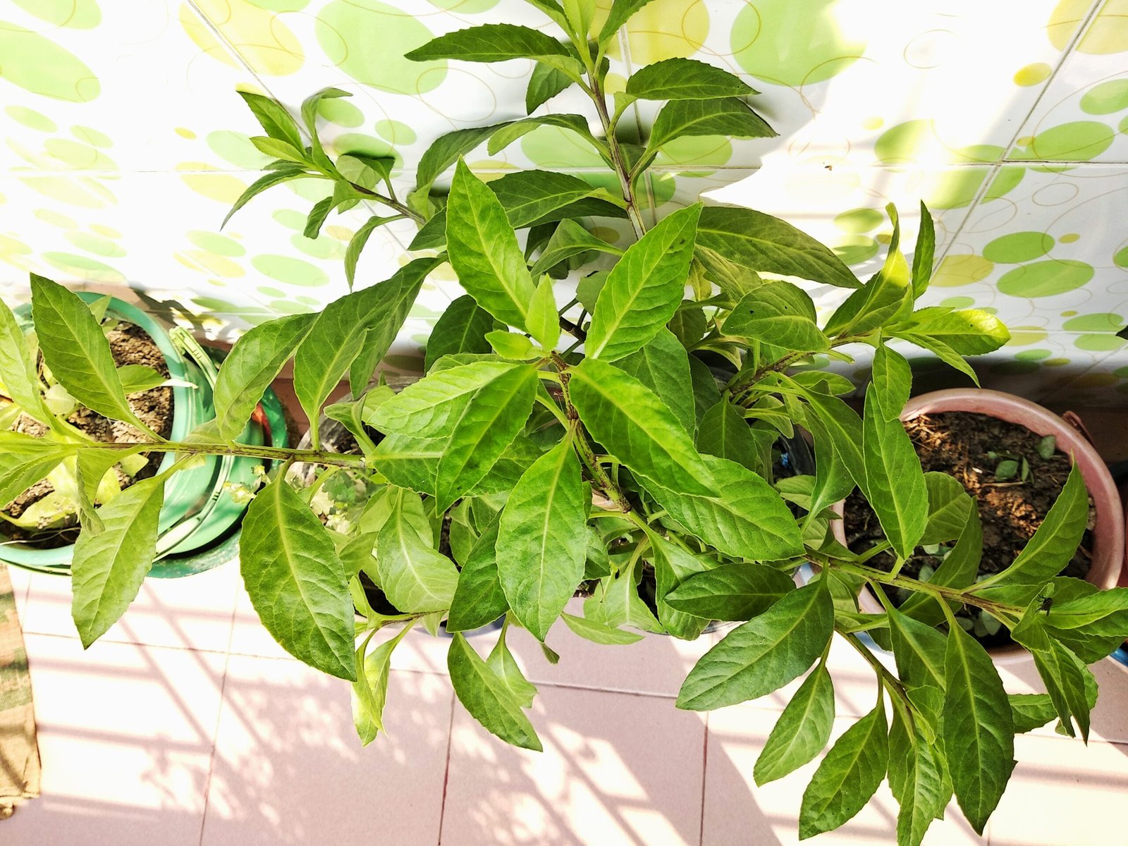 Sambung Nyawa: The Life Extender (image credits: wikimedia)