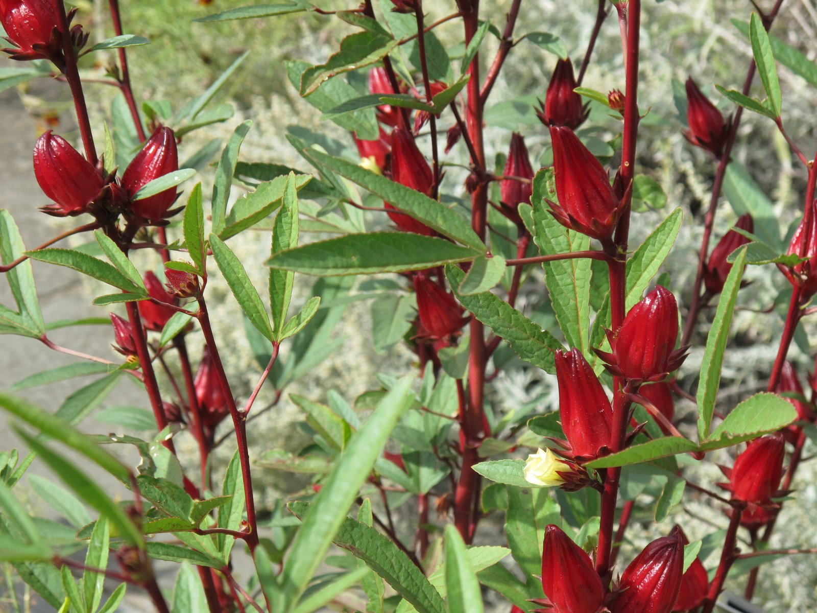 Roselle: The Crimson Healer (image credits: wikimedia)