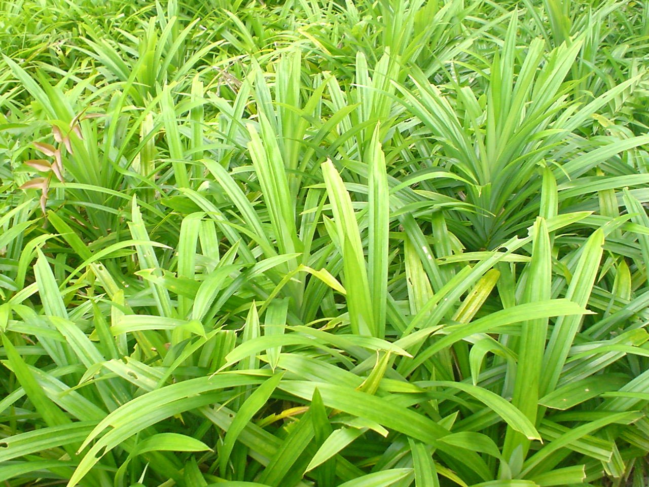 Pandan: The Sweet Scent of Calm (image credits: wikimedia)