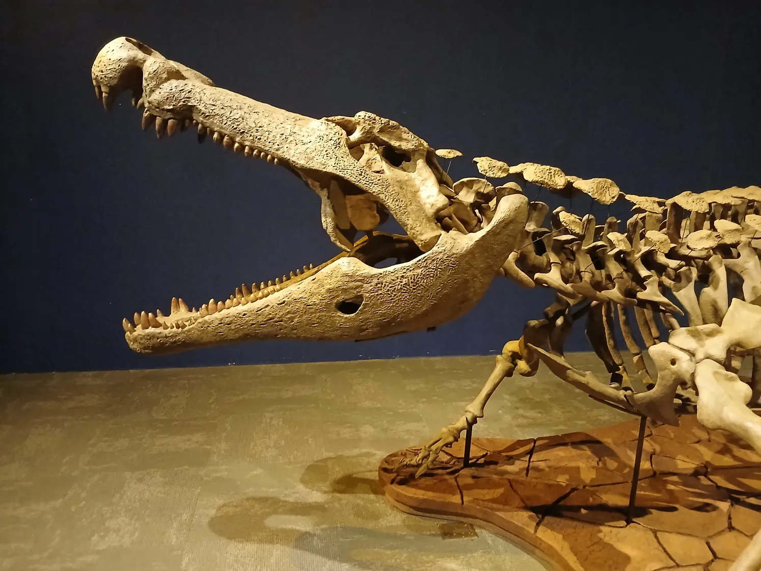 A Giant Among Crocodilians (image credits: wikimedia)