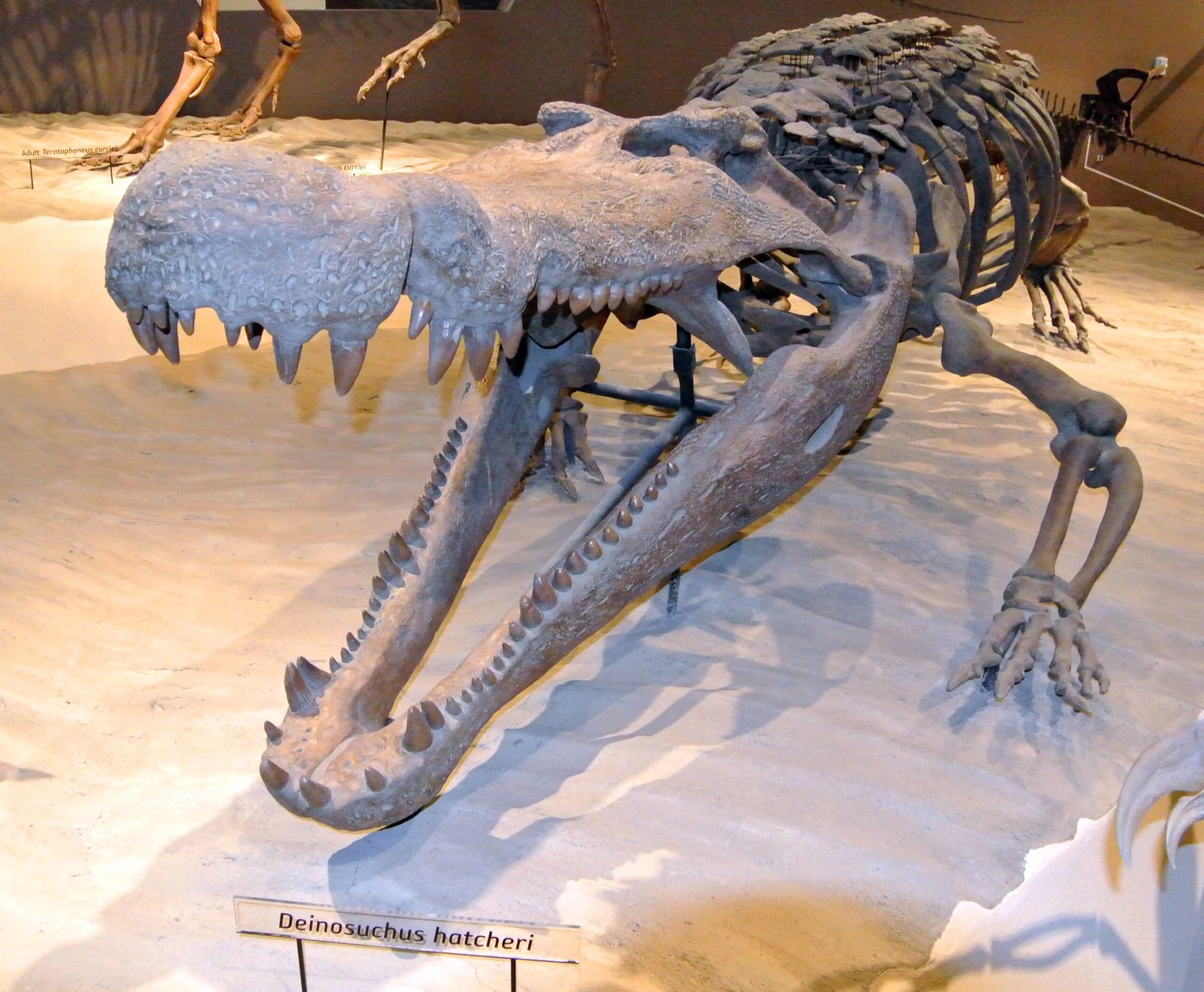 Fossil Finds and Scientific Revelations (image credits: wikimedia)